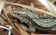 Viviparous Lizard (Zootoca vivipara)